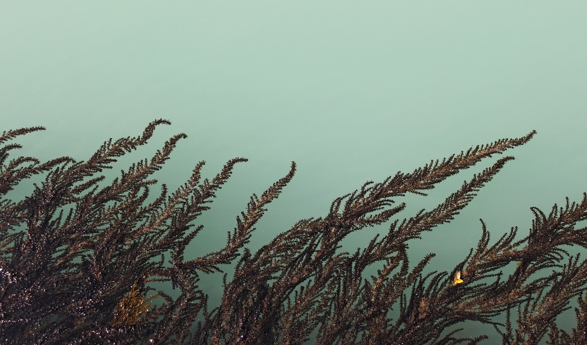 Infilare le alghe nello stagno: identificare e combattere le cause